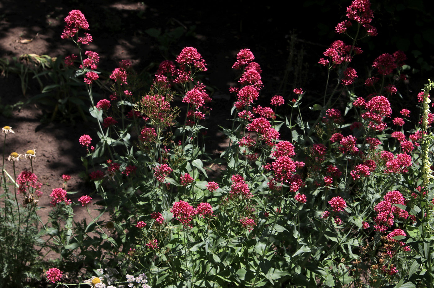 Image of Centranthus ruber specimen.