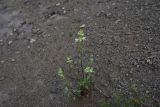 Stachys annua. Цветущее растение. Грузия, край Самцхе-Джавахети, Ахалцихский муниципалитет, левый борт р. Цинубанисцкали, окр. горячего источника Цинубани. 9 июня 2026 г.