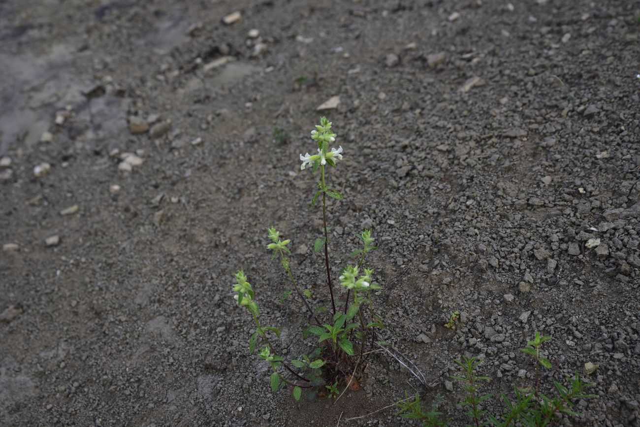 Изображение особи Stachys annua.