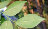 genus Ulmus. Абаксиальная сторона листьев. Узбекистан, г. Ташкент, Ботанический сад им. Ф.Н. Русанова, в культуре. 05.04.2026.