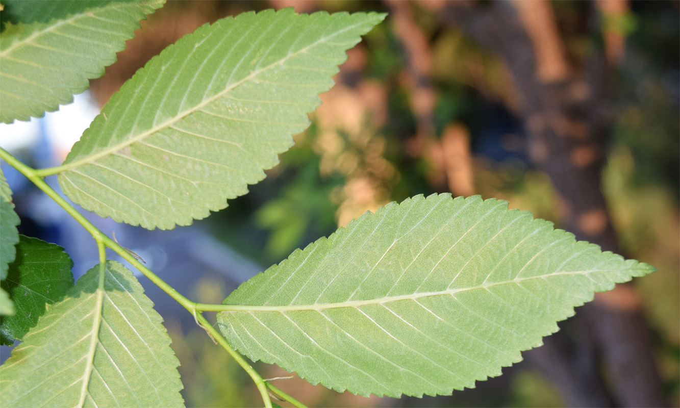 Image of genus Ulmus specimen.