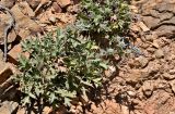 Eryngium dilatatum. Цветущее растение. Португалия, округ Бежа, окр. г. Карвальял, каменистый склон. 06.06.2026.