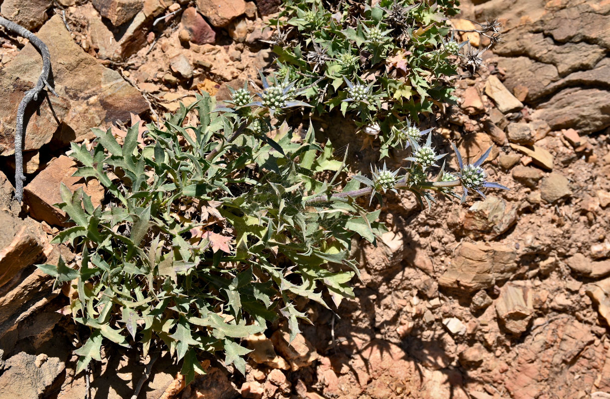 Изображение особи Eryngium dilatatum.