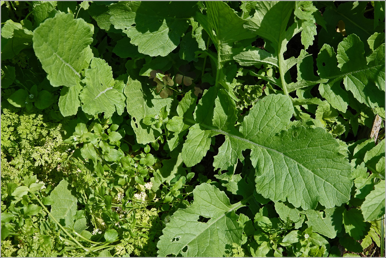 Изображение особи Raphanus raphanistroides.