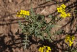 familia Brassicaceae. Верхушка цветущего и плодоносящего растения. Кабардино-Балкария, Чегемский р-н, окр. с. Эльтюбю, ок. 2000 м н.у.м., осыпной земляной склон. 06.08.2021.