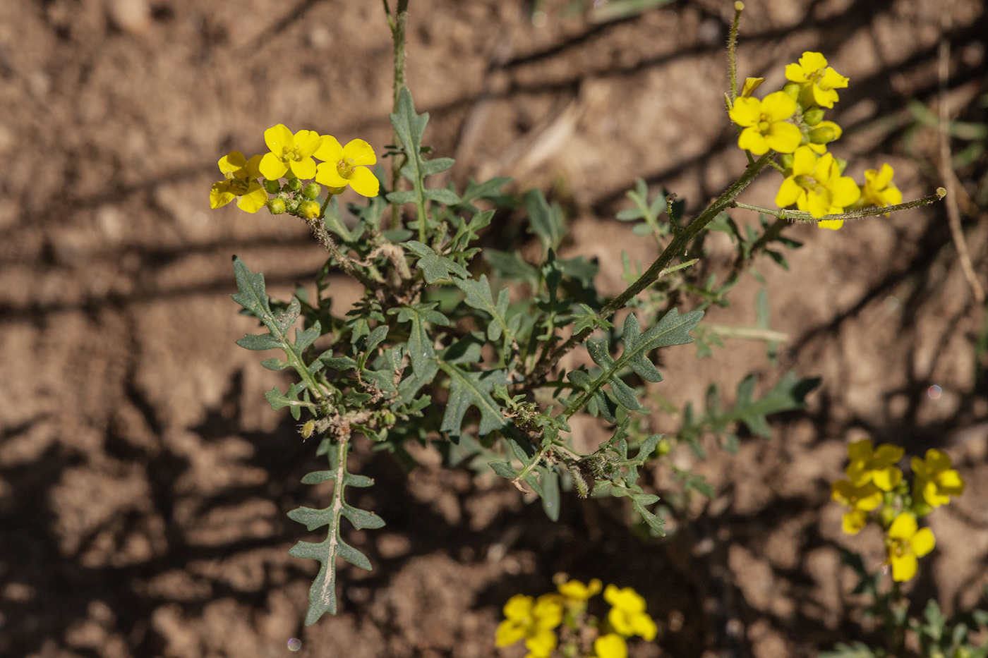 Image of familia Brassicaceae specimen.