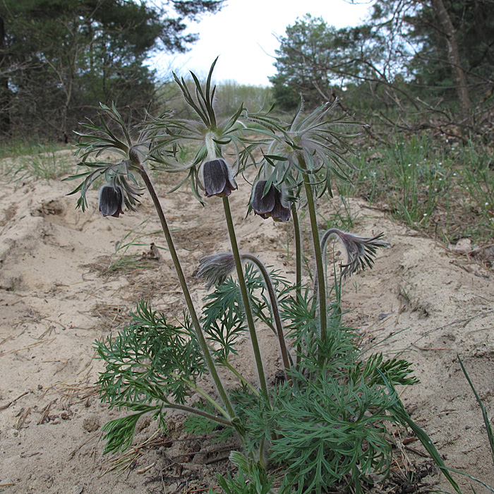 Изображение особи Pulsatilla pratensis.