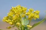 Isatis tinctoria variety yezoensis. Верхушка побега с общим соцветием. Приморье, о. Шкота, коса, каменистый берег моря. 27.06.2026.