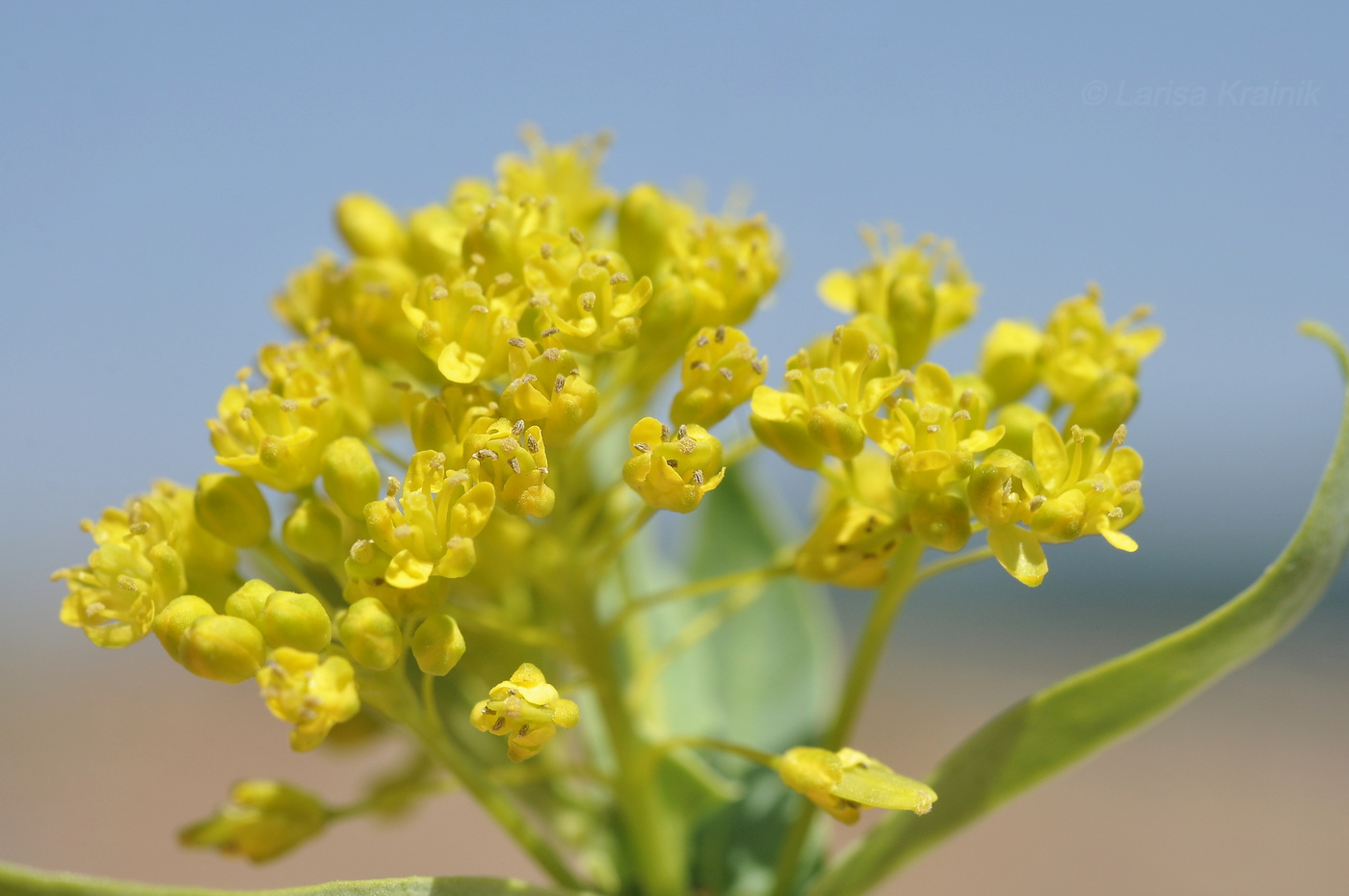 Image of Isatis tinctoria var. yezoensis specimen.