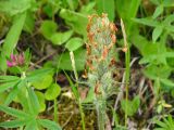 Pedicularis kotuchovii. Соплодие. Казахстан, Восточно-Казахстанская обл., Катон-Карагайский ГНПП, хр. Тарбагатай, пер. Бурхат, кедрово-лиственничное редколесье. 06.07.2021.