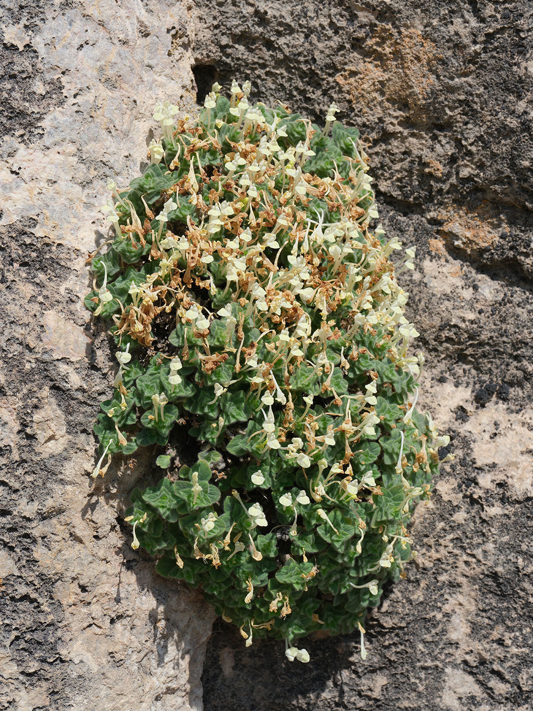 Image of Scutellaria immaculata specimen.