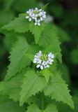 Alliaria petiolata