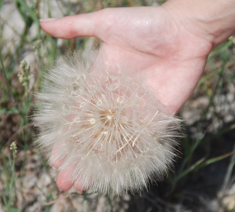 Изображение особи род Tragopogon.