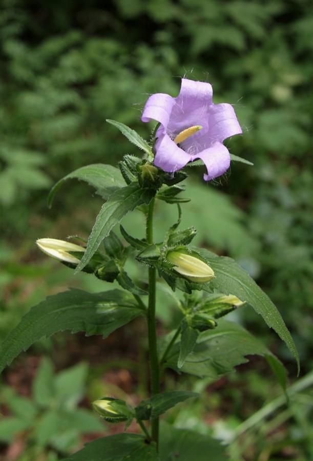 Изображение особи Campanula trachelium.