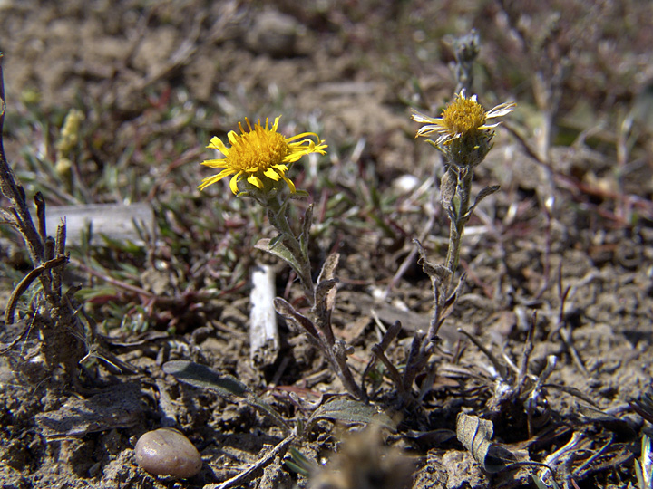 Изображение особи семейство Asteraceae.