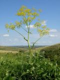 Ferula songarica. Цветущее растение в зарослях кустарников с луговостепным высокотравьем по склону глубокого лога. Алтайский кр., Шипуновский р-н, ЮВ от с. Озёрки. \"Северный фас Алтая\", сопочно-грядовый водораздел в излучине р. Чарыш. 21.06.2011.