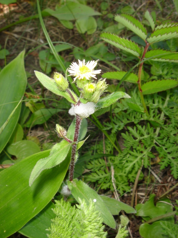 Image of Erigeron sachalinensis specimen.