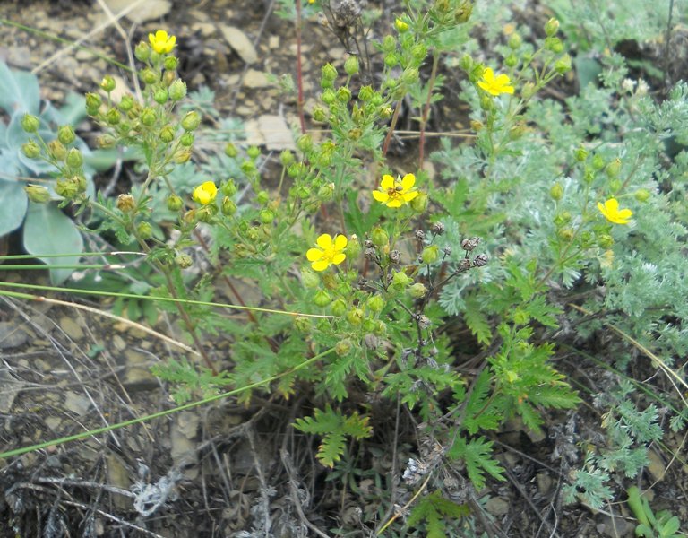 Image of Potentilla approximata specimen.