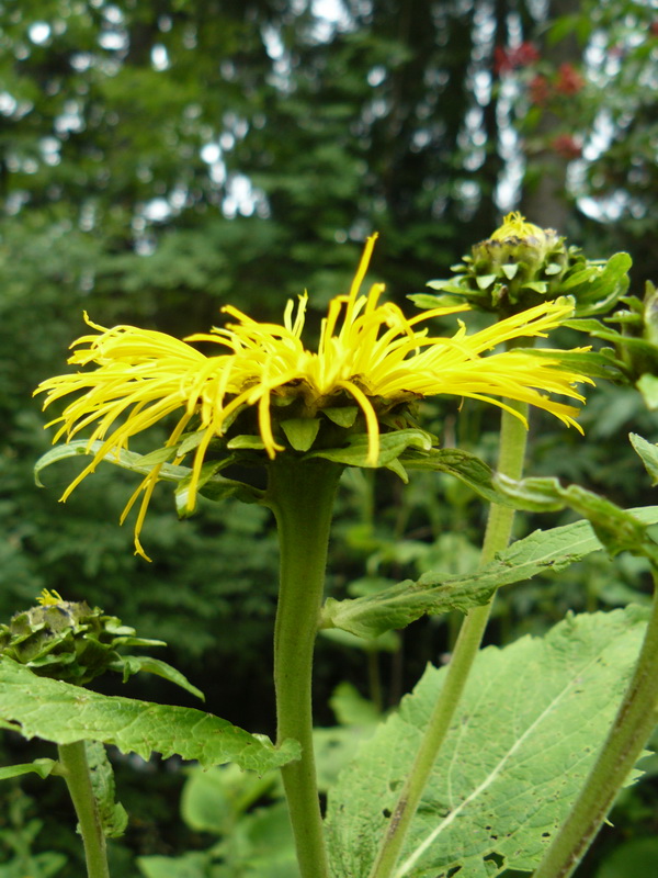 Image of Telekia speciosa specimen.