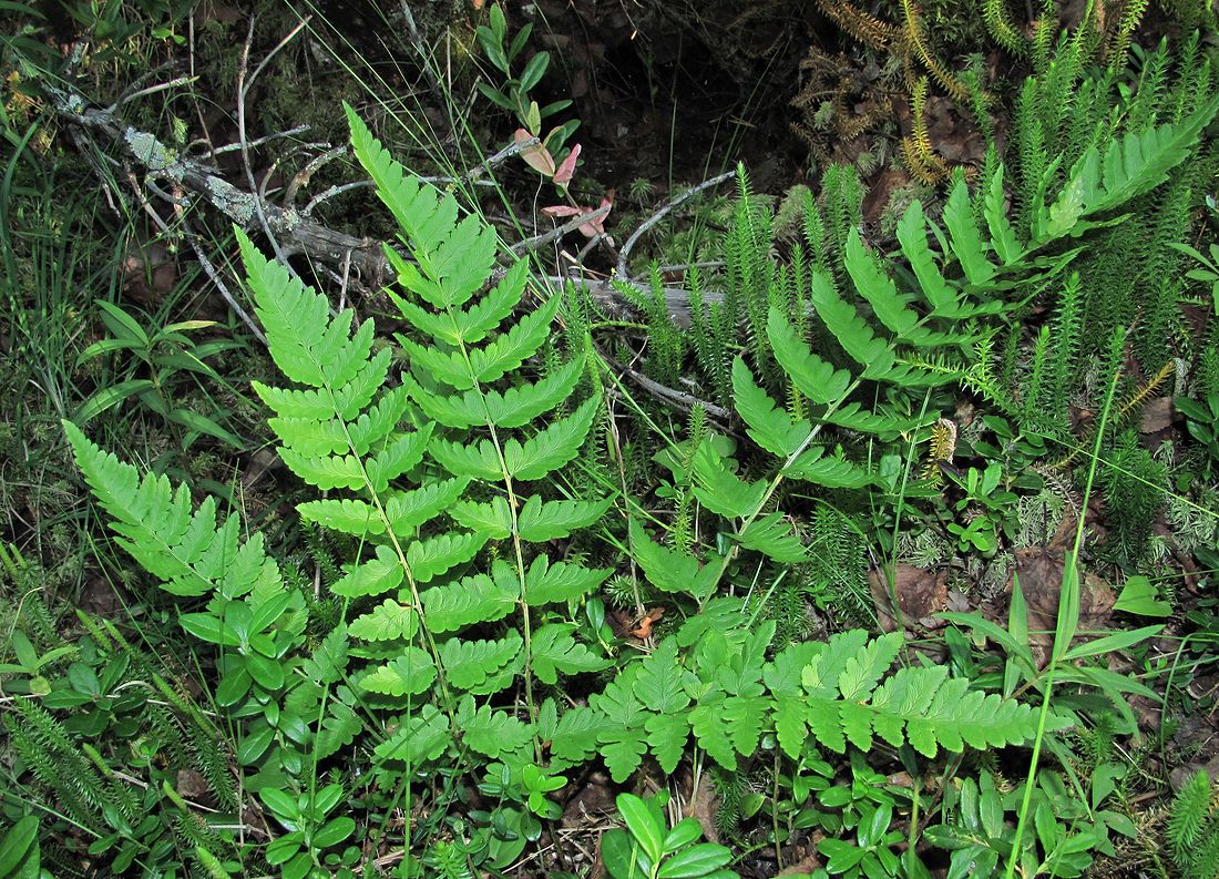 Image of Dryopteris cristata specimen.