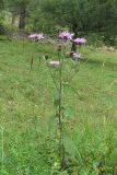 Centaurea abbreviata