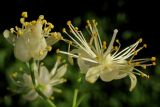 Tilia platyphyllos. Цветки. Крым, южный склон Ай-Петринской яйлы в р-не перевала Чёртова лестница. 3 июля 2016 г.