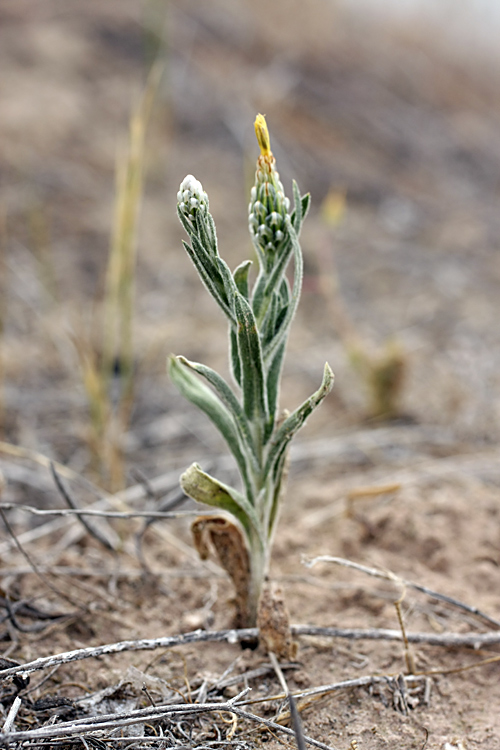 Image of Hyalea pulchella specimen.