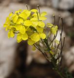 Erysimum carniolicum