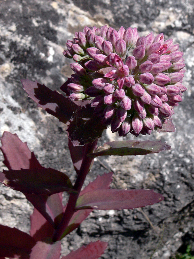 Изображение особи Hylotelephium triphyllum.