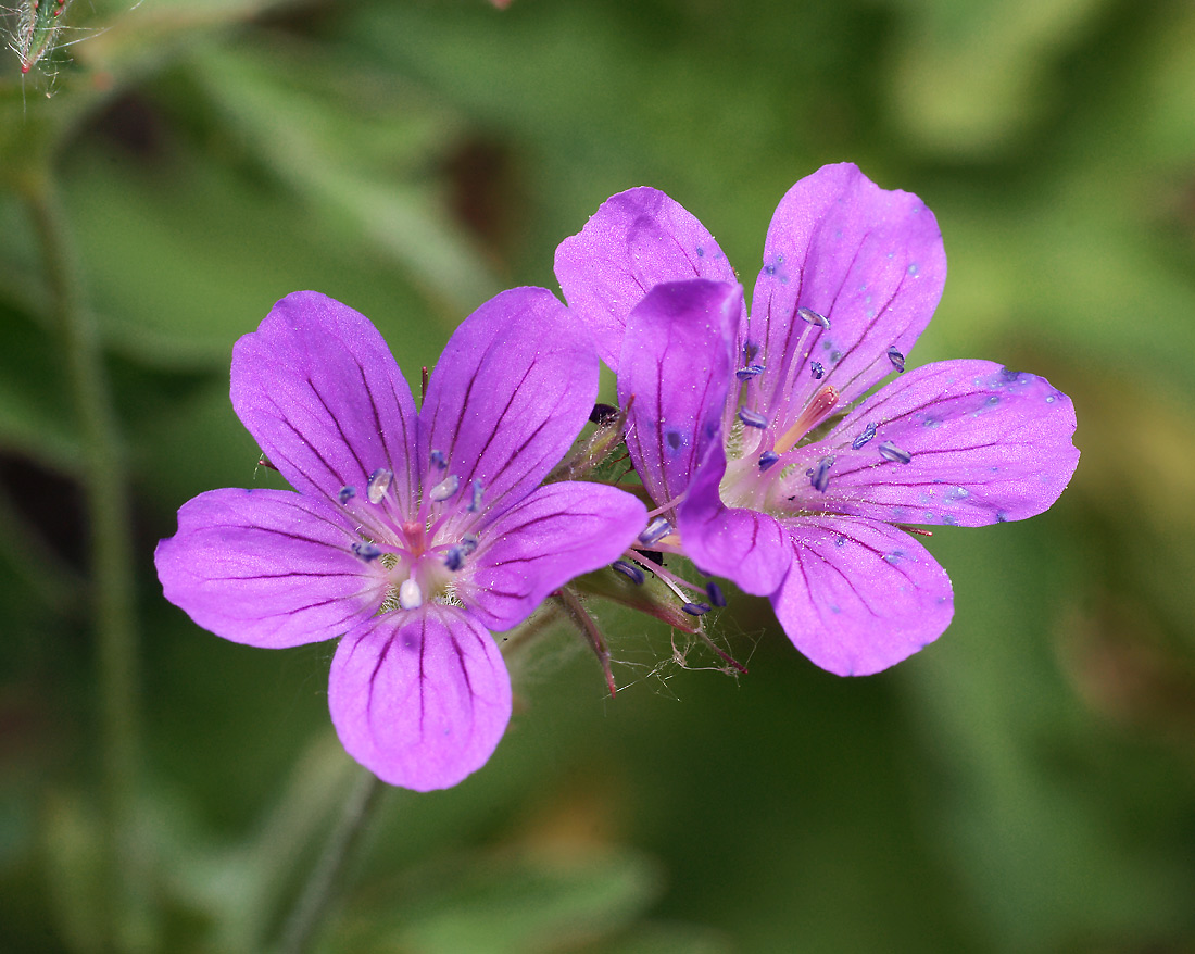 Изображение особи Geranium sylvaticum.