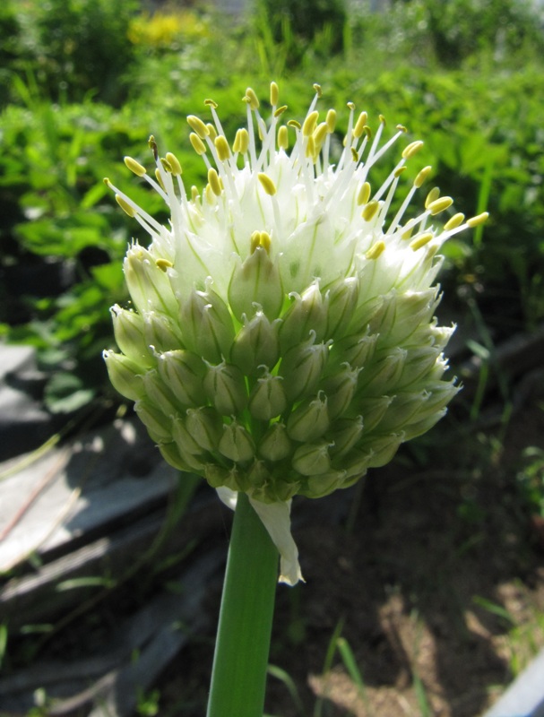 Изображение особи Allium fistulosum.