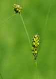 Carex melanostachya