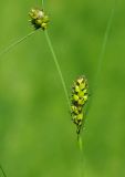 Carex melanostachya. Соцветие. Казахстан, Южно-Казахстанская обл., пойма р. Боролдай. 02.05.2011.