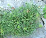 Crithmum maritimum