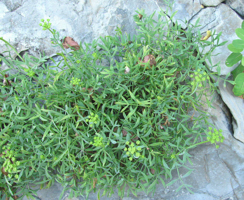 Изображение особи Crithmum maritimum.