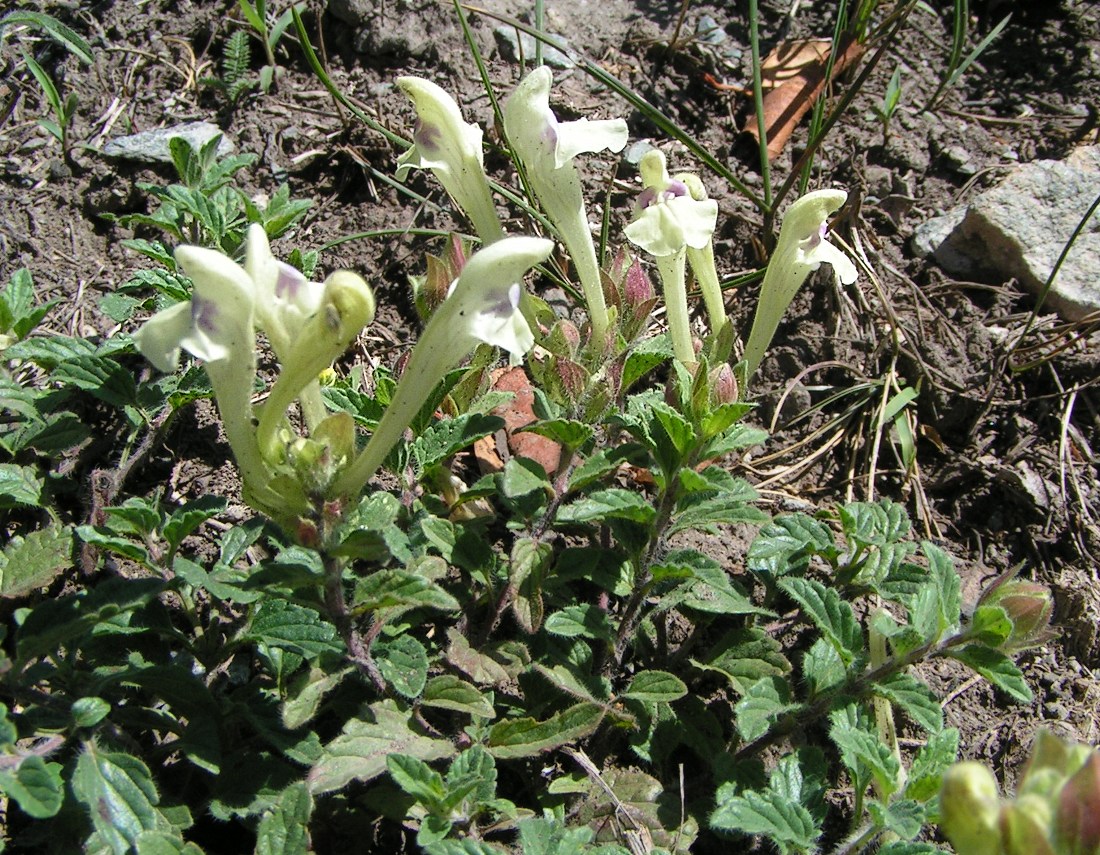 Изображение особи Scutellaria oreades.