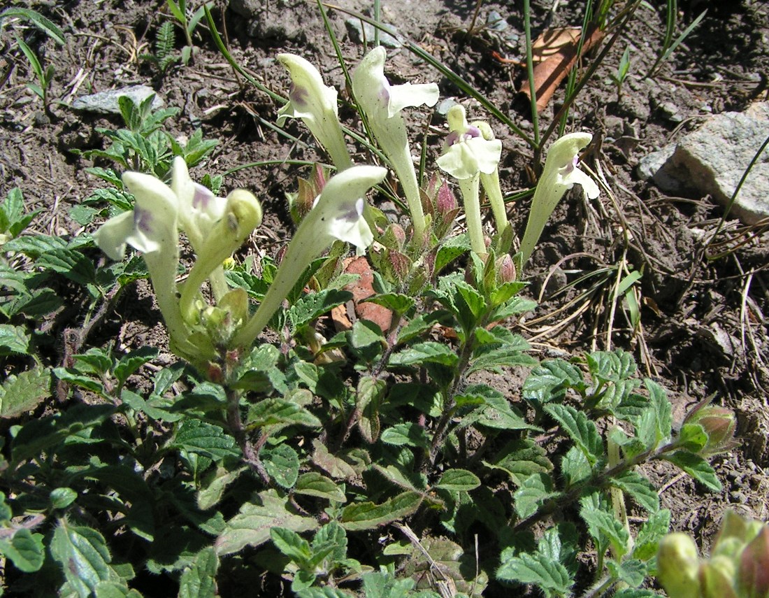 Image of Scutellaria oreades specimen.