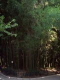 Phyllostachys viridi-glaucescens. Растения в густой посадке. Южный Берег Крыма, Никитский ботанический сад. 25 августа 2007 г.