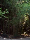 Phyllostachys viridi-glaucescens