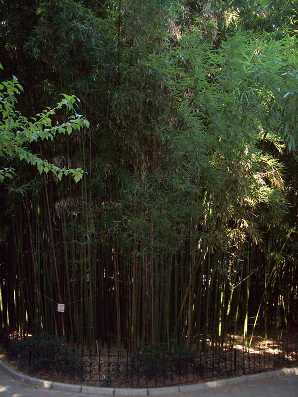 Image of Phyllostachys viridi-glaucescens specimen.