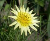 Tragopogon pusillus