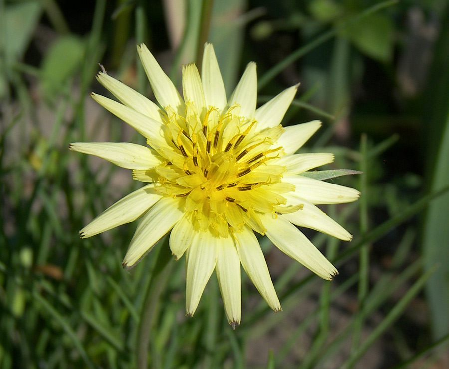 Изображение особи Tragopogon pusillus.