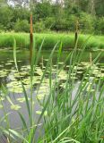 Typha latifolia. Цветущие растения. Ярославская обл., Переславский р-н, окр. с. Копнино, р. Нерль. 08.07.2011.