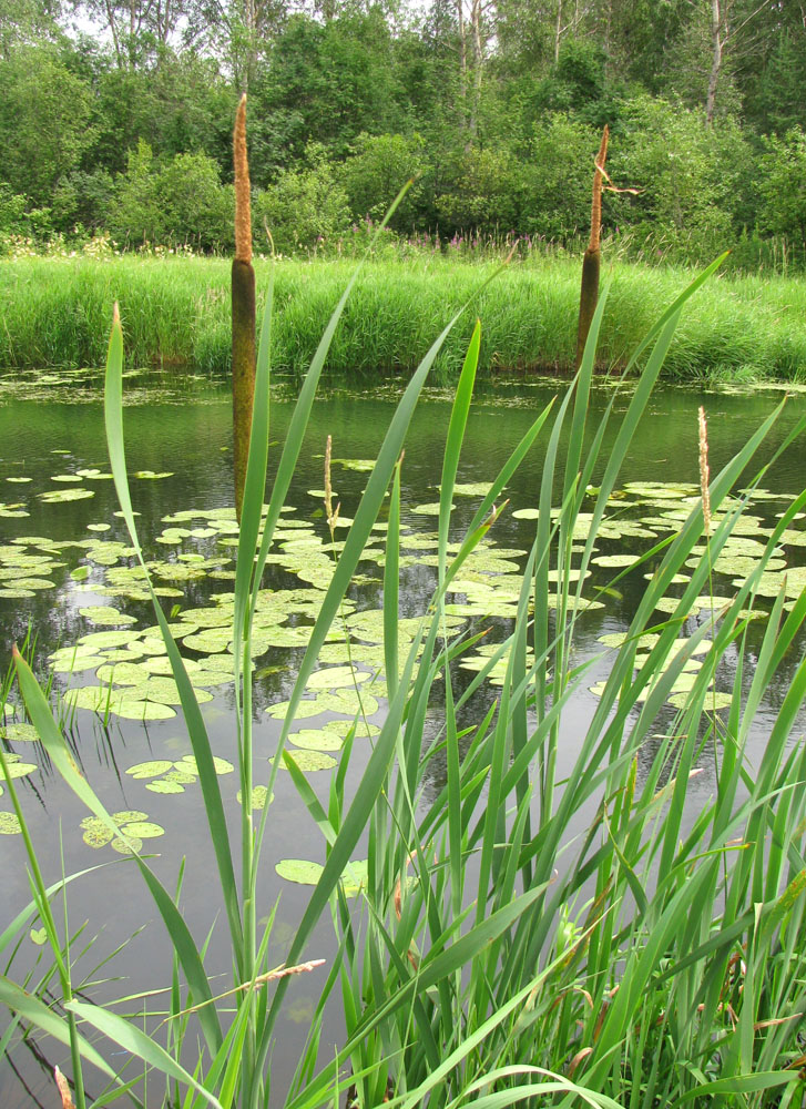 Изображение особи Typha latifolia.