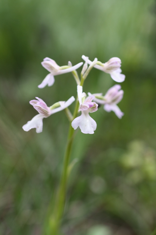 Image of Anacamptis morio ssp. caucasica specimen.