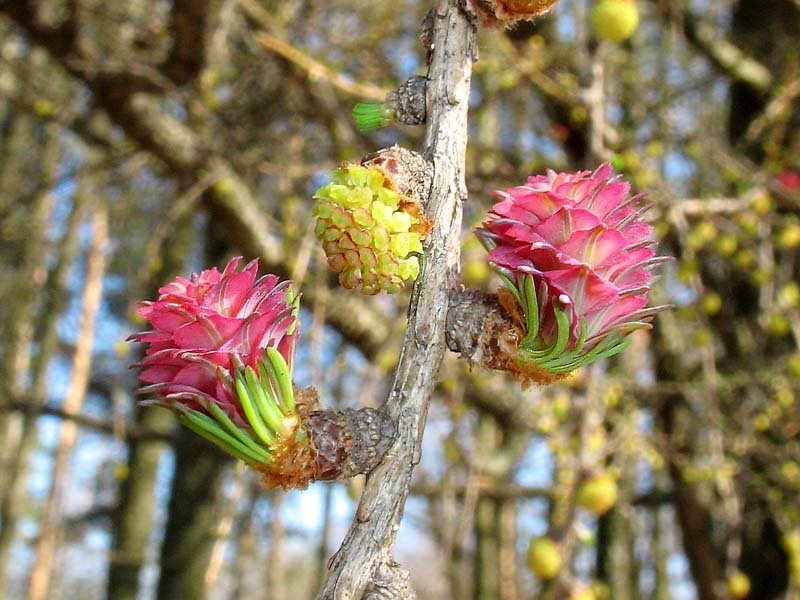 Image of Larix sibirica specimen.