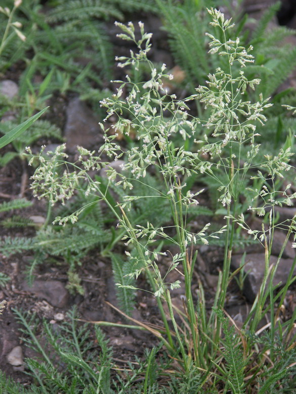 Изображение особи Poa pratensis.