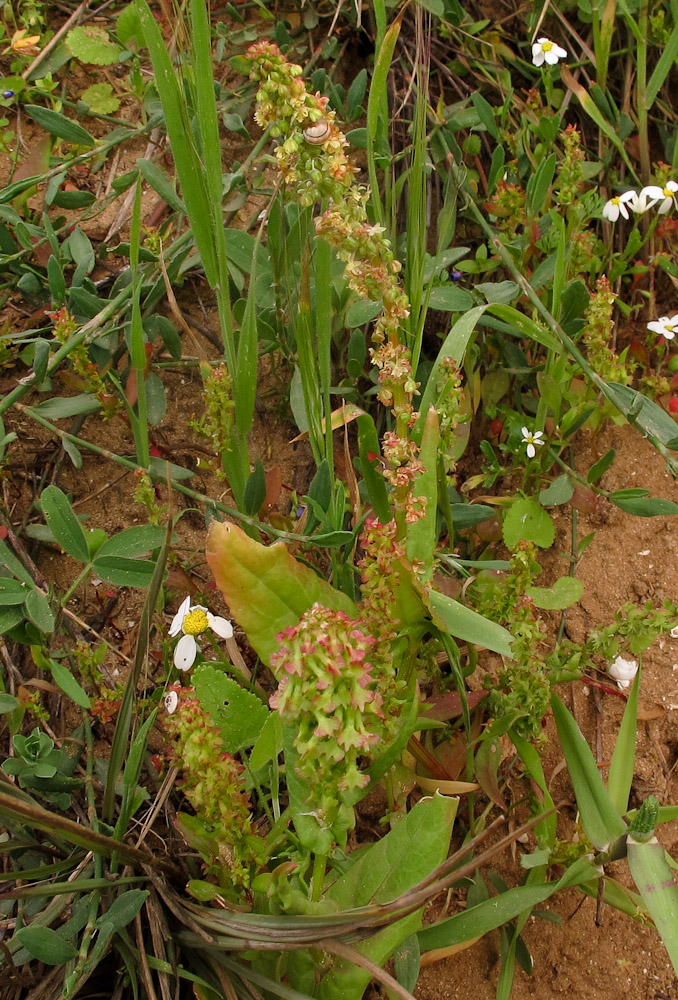 Image of Rumex aeroplaniformis specimen.