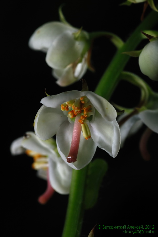 Image of Pyrola rotundifolia specimen.