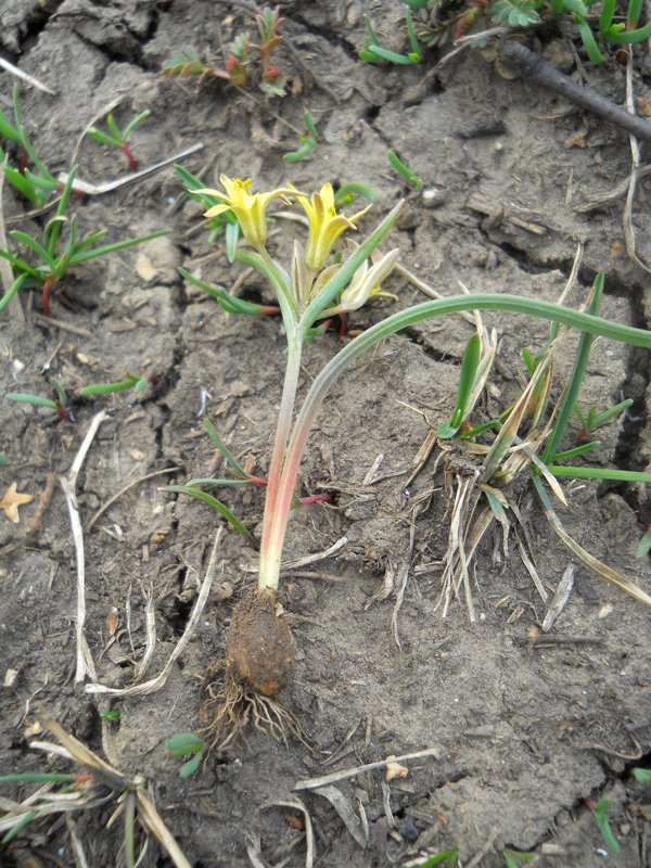 Image of Gagea fedtschenkoana specimen.